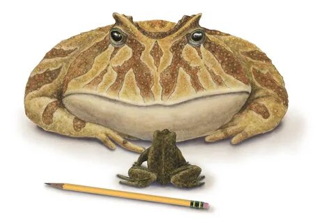 Multimedia Gallery - The giant frog em Beelzebufo/em, or dev