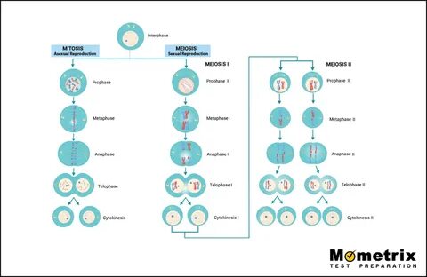 mitosis versus meiosis worksheet - alder.bestworksheetclub.c