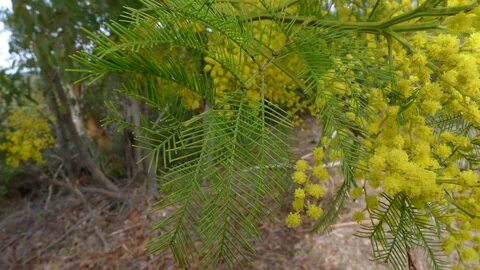 File:Acacia decurrens branch (5969314254).jpg - Wikimedia Co