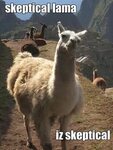 19 Hilarious Llama Pics And Memes Alpaca funny, Funny llama,