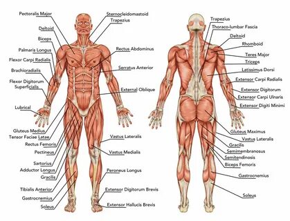 What Are The Major Muscle Groups To Work Out? Read on here f