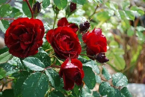 Hope for Humanity' Shrub roses, Best roses, Colorful roses