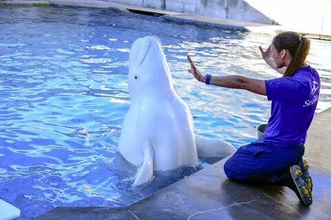Inside Look takes you behind-the-scenes at SeaWorld Orlando 
