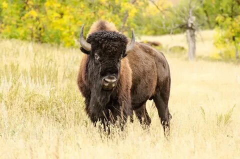 Buffalo Head Animal - Free photo on Pixabay