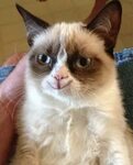 Happy Grumpy Cat Know Your Meme