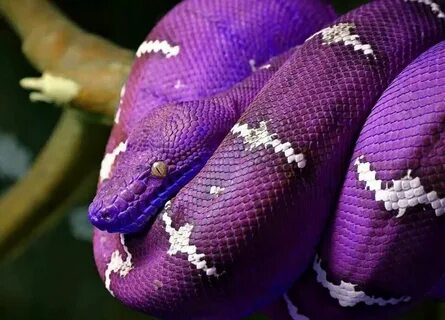 Purple snakes yay Emerald tree boa, Purple snake, Purple