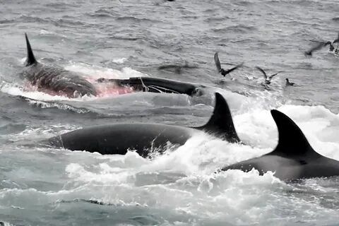 Orcas hunting blue whales, scientists tell ⋆ Interest News