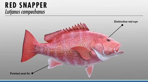 red snapper - Lutjanus campechanus Red snapper, Fish pet, Fi