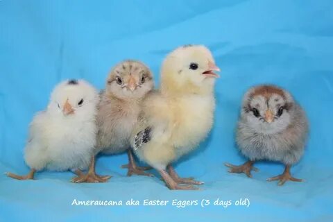 Marin Chickens: The chicks are 3 weeks old (Easter Eggers, S