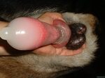 Beast condom dog penis cum - Picsninja.com