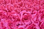 Ручное изменение размера обои цветы, розы, розовые, бутоны, 