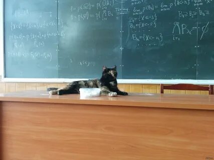 Профессор-кошка Пикабу