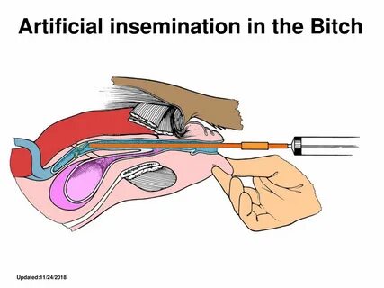Artificial Insemination - ppt download