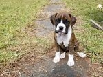 53+ Boxer Puppy For Sale In Florida Image - Bleumoonproducti