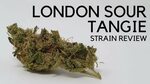 London Sour Tangie Strain Review - YouTube