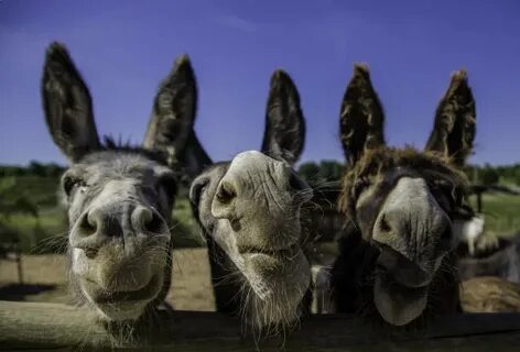 Pics Of A Donkey Head - Сток картинки - iStock