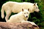 50+ White Wolf HD Wallpapers and Backgrounds