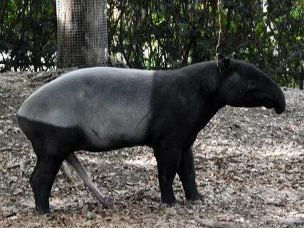 Malayan Tapir - ZooChat