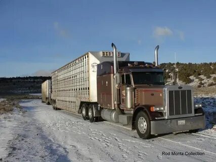 feeder cattle Trucks, Peterbilt trucks, Peterbilt