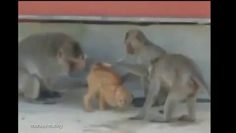 Funny 🐒 monkey with Cat 🐈 mating - YouTube