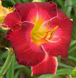 VELVET RAVEN Bell's Daylily Garden