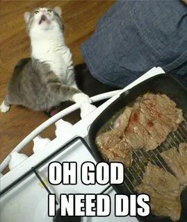 Pinterest Funny cat memes, I need dis, Funny cat captions