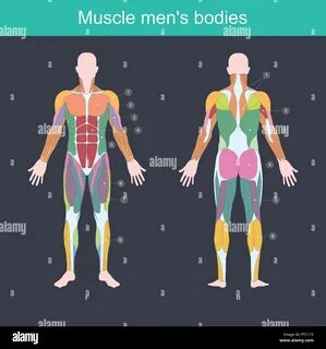 Muskel ist der Teil des Körpers, der übt, und die Bewegung d