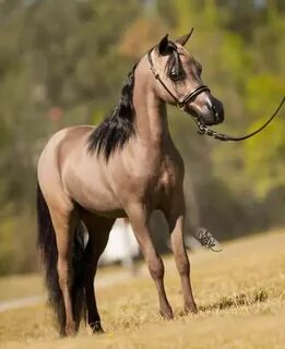 AMHA/AMHR 2015 SUPREME CHAMPION Black Stallion. Refined, ele