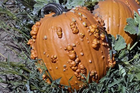 Reasons For Warty Pumpkins - Why Do Some Pumpkins Have Bumps