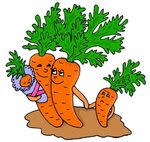 Посадка Моркови В 2020 Году- Дневник садовода.
