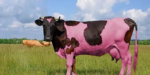 Scientists Warn Pink Cows on the Verge of Extinction