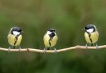 Birds learn from each other's 'disgust,' enabling insects to