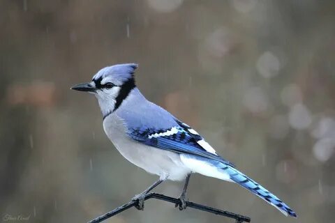 A Snowy Day with Blue Jay Photograph by Trina Ansel Fine Art