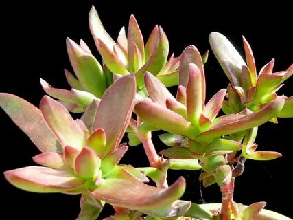 Crassula nudicaulis var. platyphylla - World of Succulents S