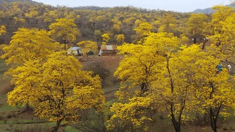 Арагуаней дерево (69 фото)