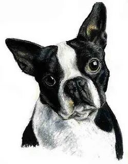 Boston Terrier Dog Portrait Drawing by Olde Time Mercantile 