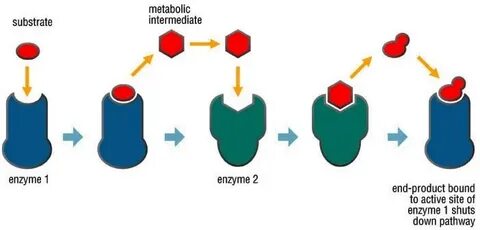 Enzyme Practice Worksheets