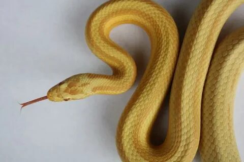 Butter Corn Snake