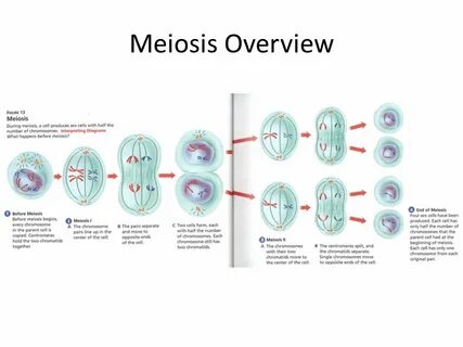 Meiosis Overview. Sexual Reproduction Defined: Gametes from 