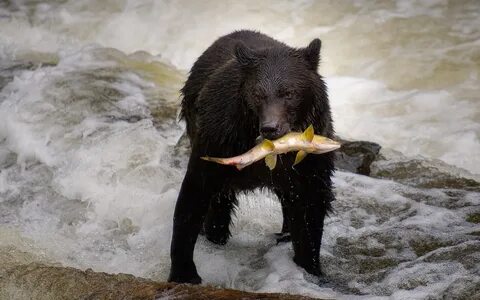 Скачать обои рыба, медведь, водоем, раздел животные в разреш