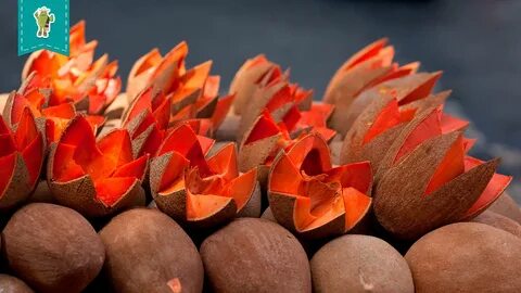 Mamey orgánico: Conoce por que es más que sólo una fruta