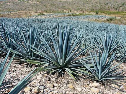 Estudian agave azul para tratar obesidad y diabetes