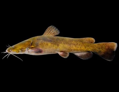 Flathead Catfish - Ogeechee Riverkeeper