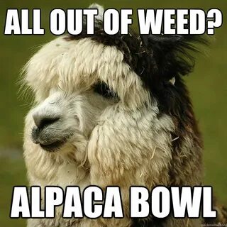 All out of weed? Alpaca Bowl - ALPACA - quickmeme