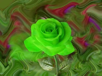 Artline : Free High Quality Wallpapers And Images Green rose