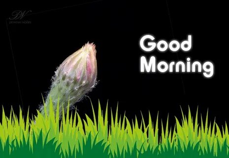 Good Morning - Enjoy Nature Simply Good Morning Premium Wish