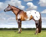INTUIT - ApHC - Halter Horse Ads