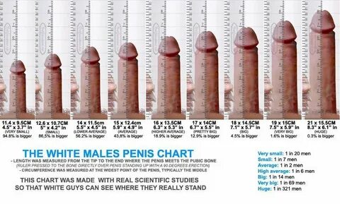 Average penis lenght pictures - Most watched Adult 100% free