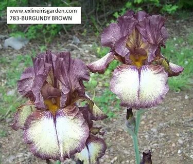 Burgundy Brown Exline Iris Garden