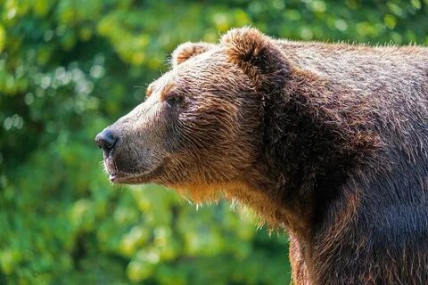 Near the Kuzbass city noticed bears Society Seldon News